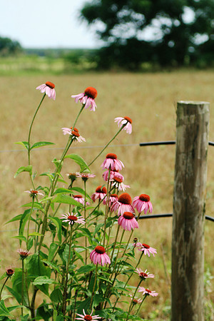 Cone Flowers