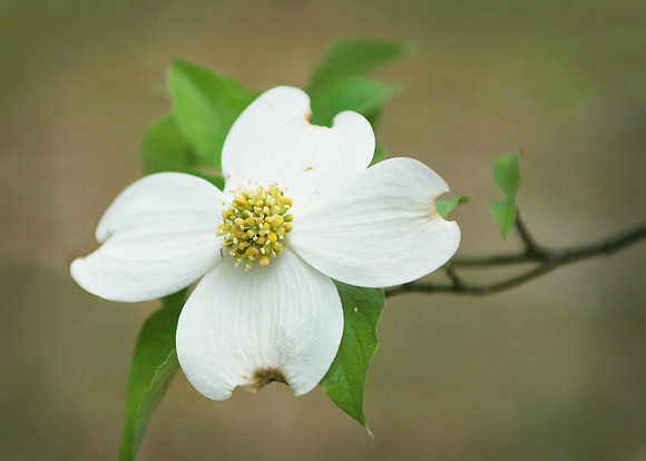 Dogwood 2