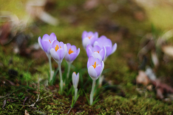 Crocus Ensemble