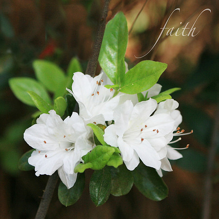 Azaleas Faith