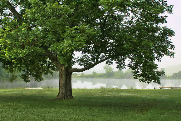 Foggy Morning no verse