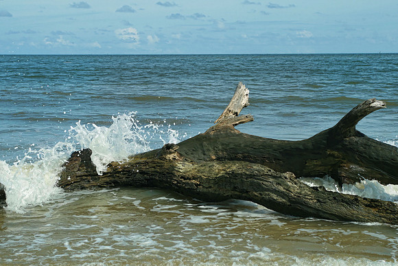 Driftwood Beach no verse