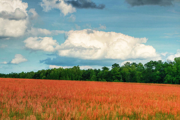 Red Field no verse