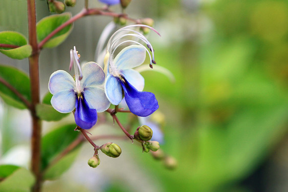 Butterfly Flower