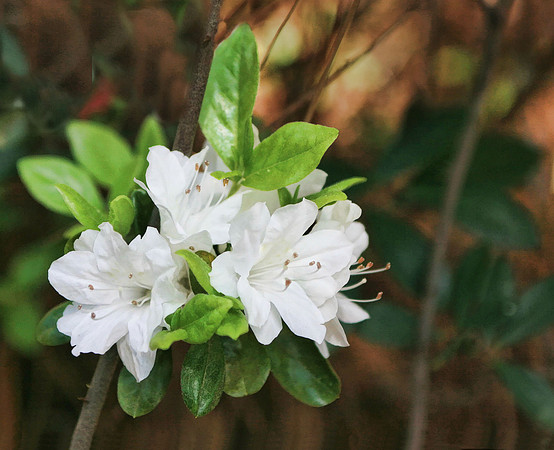 Azaleas no verse